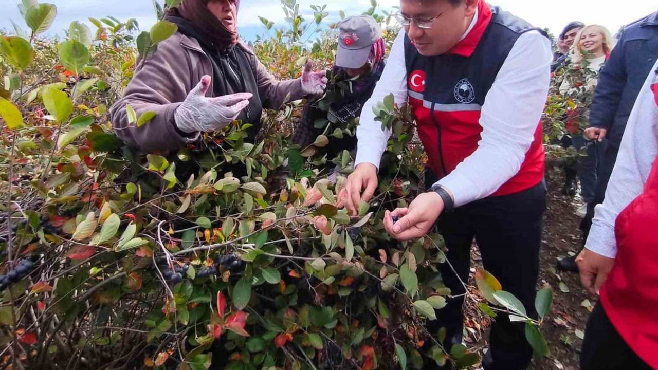 Balya'da aronya üretimi yükselişe geçti: Cebeci üreticilerle tarlada