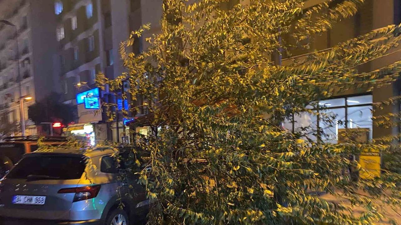 Bandırma'da fırtına iğde ağacını kökünden söküp park halindeki araca devirdi