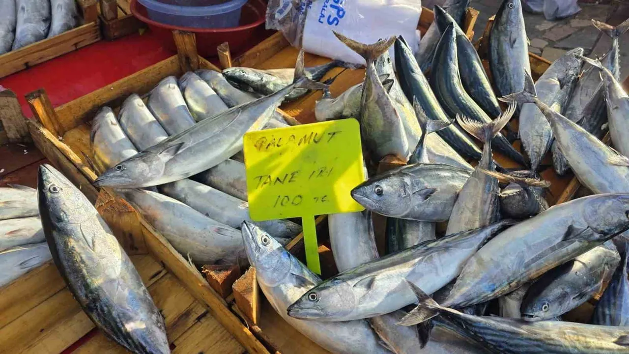Bandırma'da palamut fiyatı 100 liraya geriledi