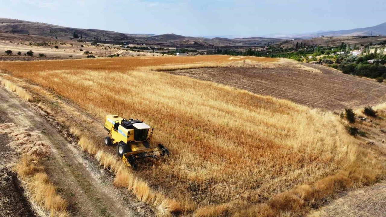 Başkanın tarlasında yetişen aspir yağı Kocasinan'da ücretsiz dağıtılıyor