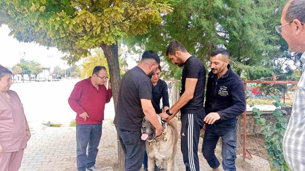 Başmakçı’da evcil hayvanların izlenebilirliği için mikroçip çalışması