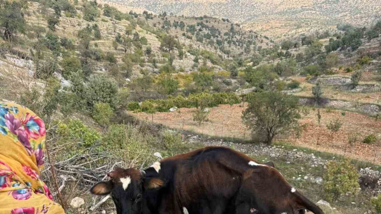 Batman'da Gercüş'e bağlı Yemişli yakınlarında pikapla çarpılan büyükbaş yaralandı