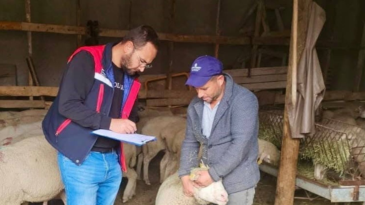 Bayat'ta sürdürülebilirlik odaklı koyun işletmelerinde kapsamlı saha denetimleri