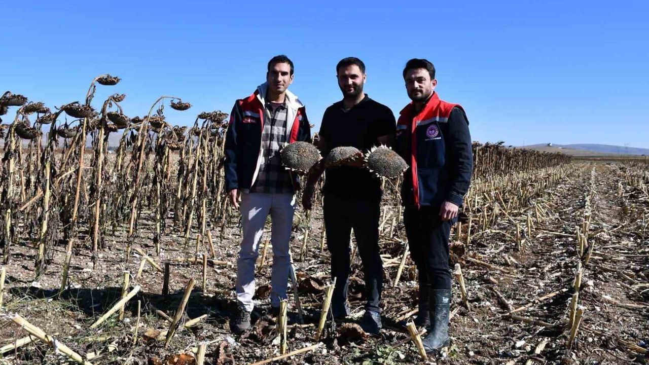 Bayburt'ta ayçiçeği tarlalarında verim odaklı hasat denetimi