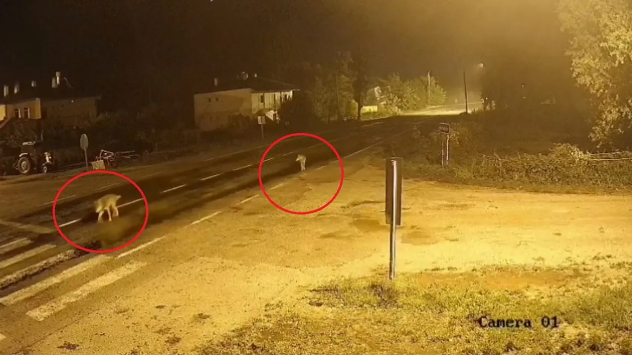 Bayburt'ta gece köyün sokaklarına inen kurt sürüsü kamerada