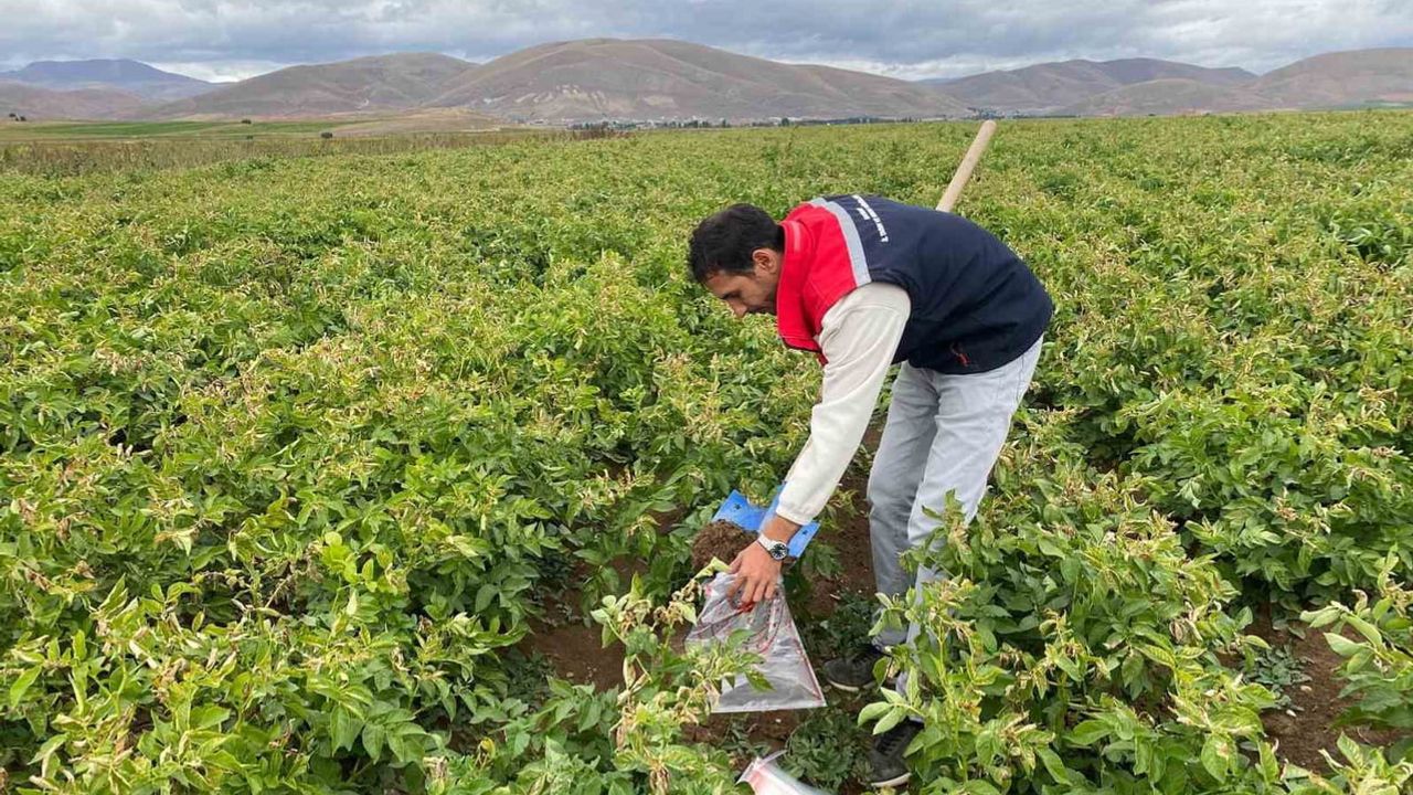 Bayburt'ta tohumluk patates tarlalarında toprak incelemesi ve karantina uygulaması