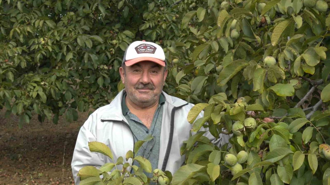 Bereketli hasat, artan maliyet üreticiyi zorluyor: Simav'da ceviz sezonu