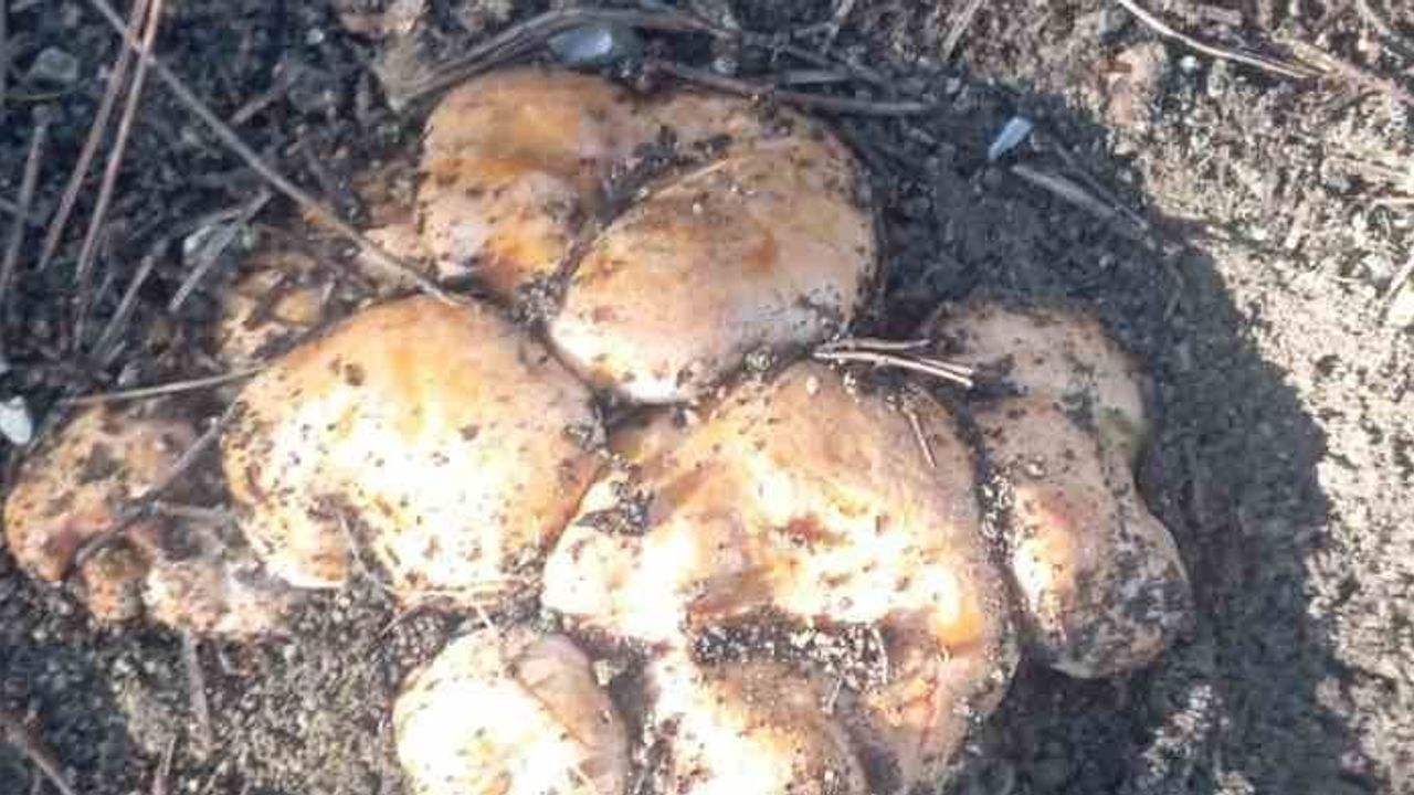 Beypazarı'nın yükseklerinde kanlıca mantarı bereketi başladı