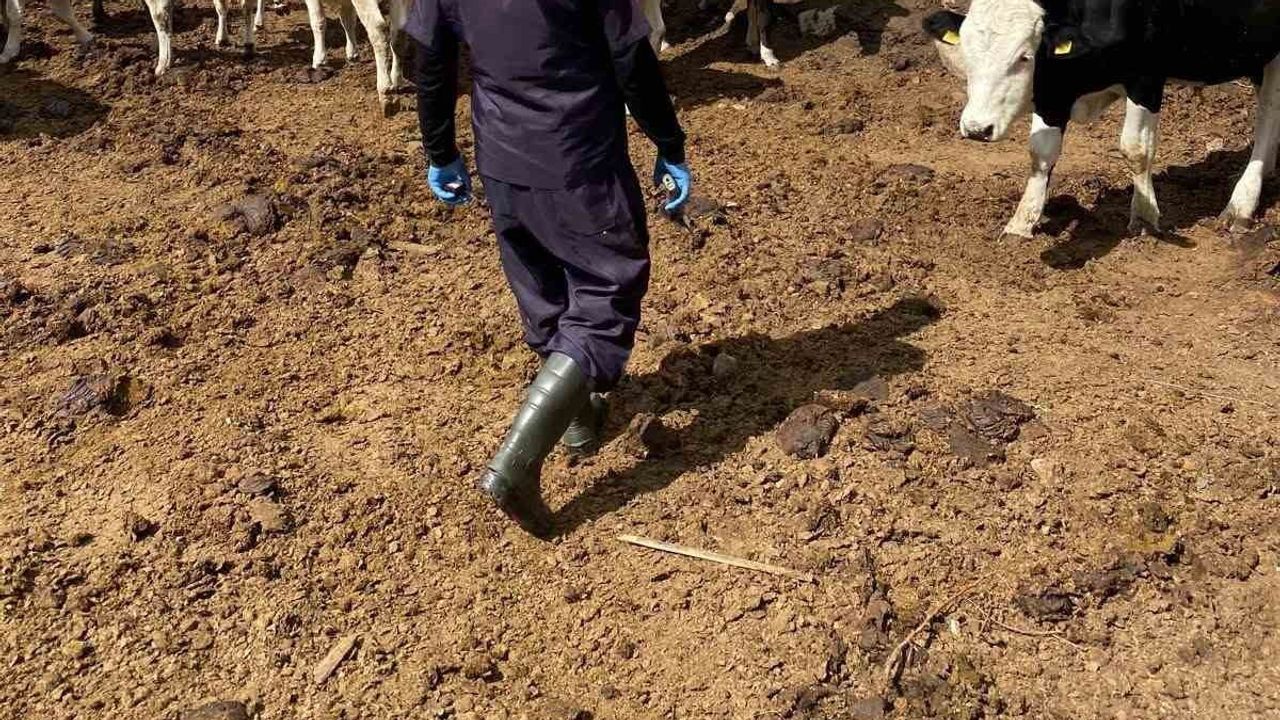Beyşehir'de sahada aşı mesaisi: şap ve brusella için kapsamlı tarama sürüyor