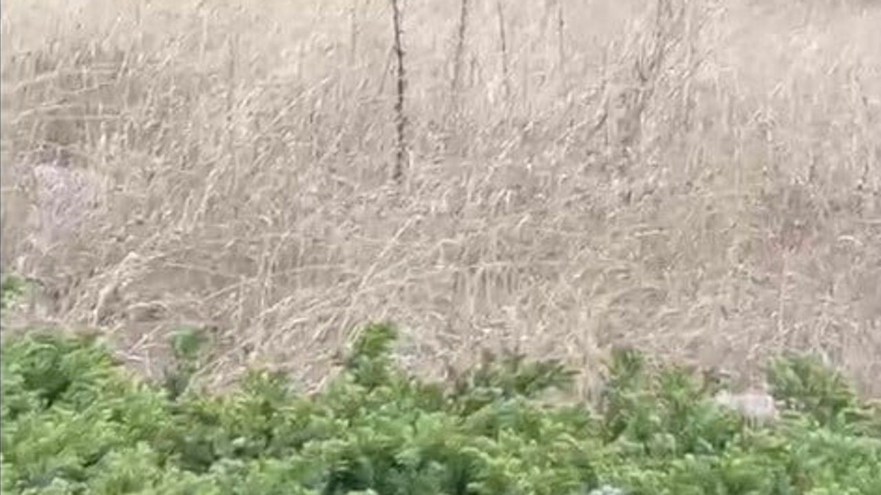 Bilecik'in yaylalarında nadir görülen kızıl geyik böğürdü