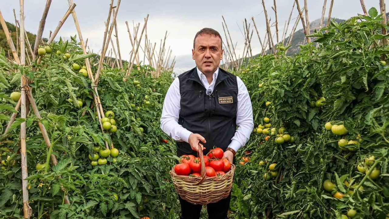 Bilecik'te domates mesaisi büyüyor: sofralık ve salçalık üretim öne çıktı
