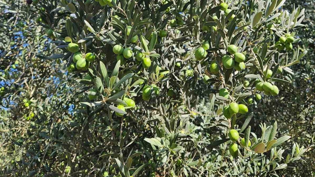 Bilecik'te kapsamlı saha çalışmasıyla 2026 zeytin rekoltesi belirleniyor