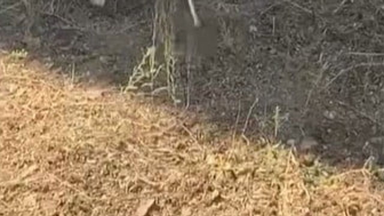 Bilecik'te kedi yılanla beklenmedik bir oyun sergiledi