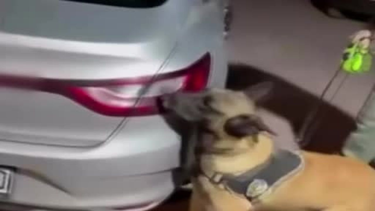 Bilecik'te narkotik köpeğinin izlediği valizden 8,5 kilo skunk çıktı