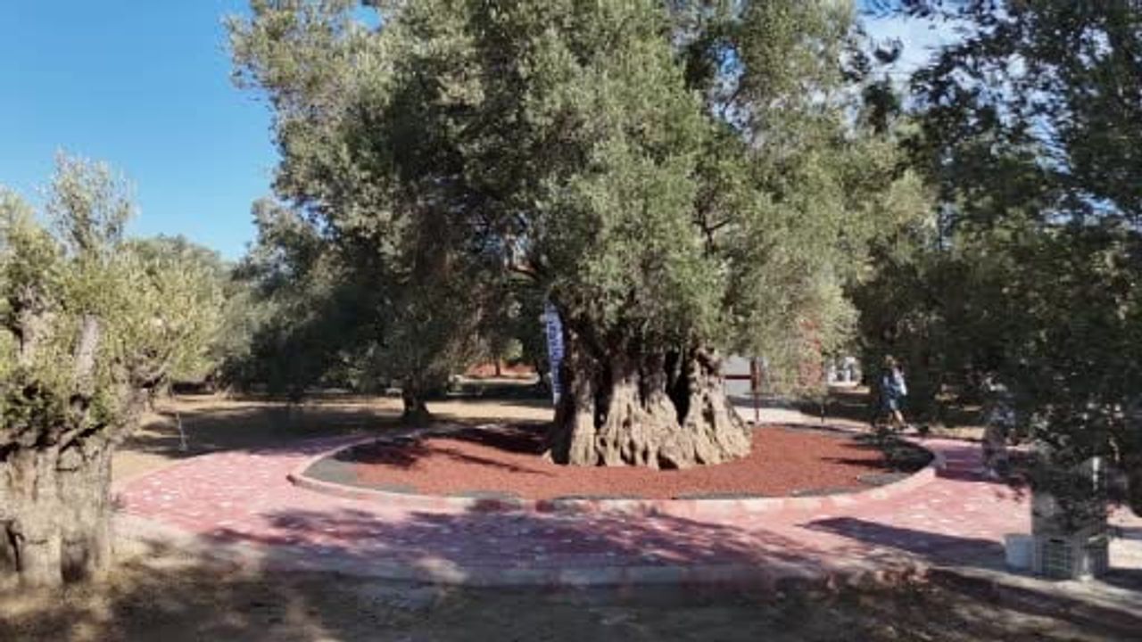 Bin yıllık zeytin ağacından toplanan yağ aynı gün tattırıldı