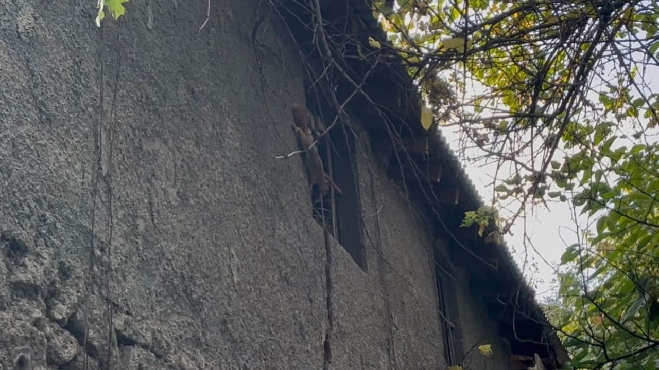 Bingöl bahçesinde insanlara aldırış etmeyen sincap ilgi çekti