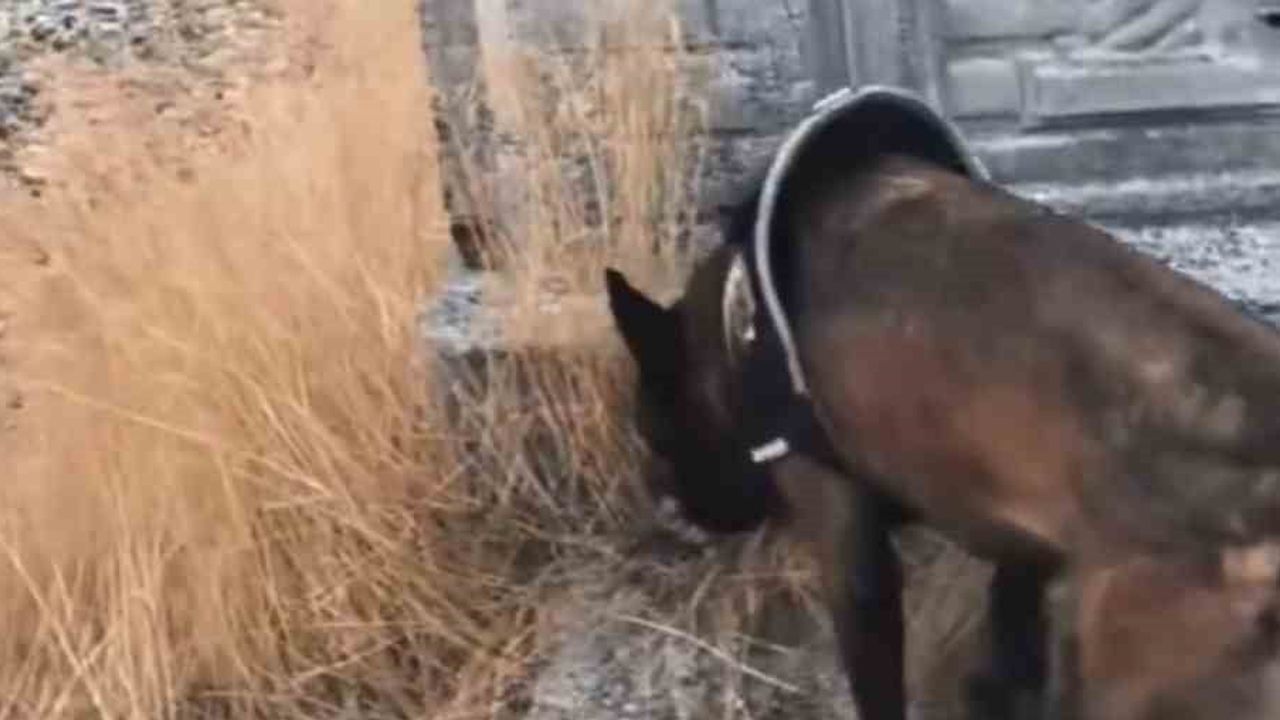 Bingöl’de sokak satıcılığına operasyon: 76,12 gram skunk ve 1 tutuklu