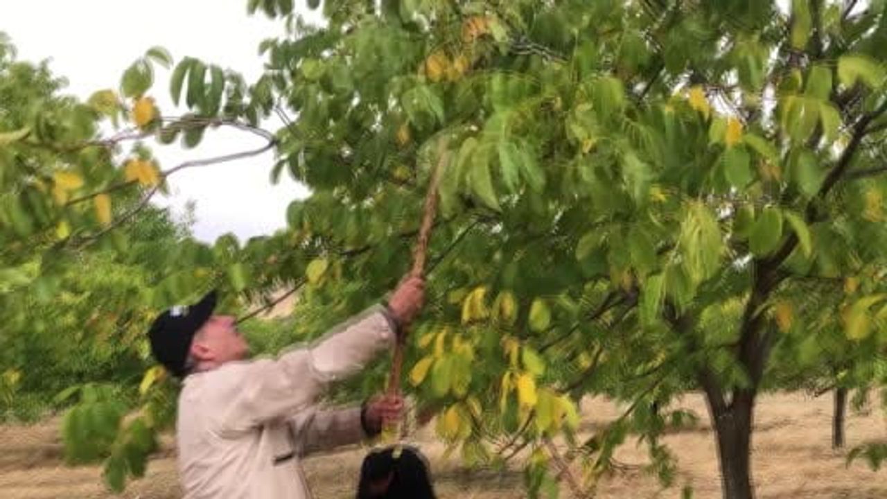 Bingöl'ün en büyük ceviz bahçesinde ilk hasat: 12 yıllık ağaçlardan 6 ton hedef