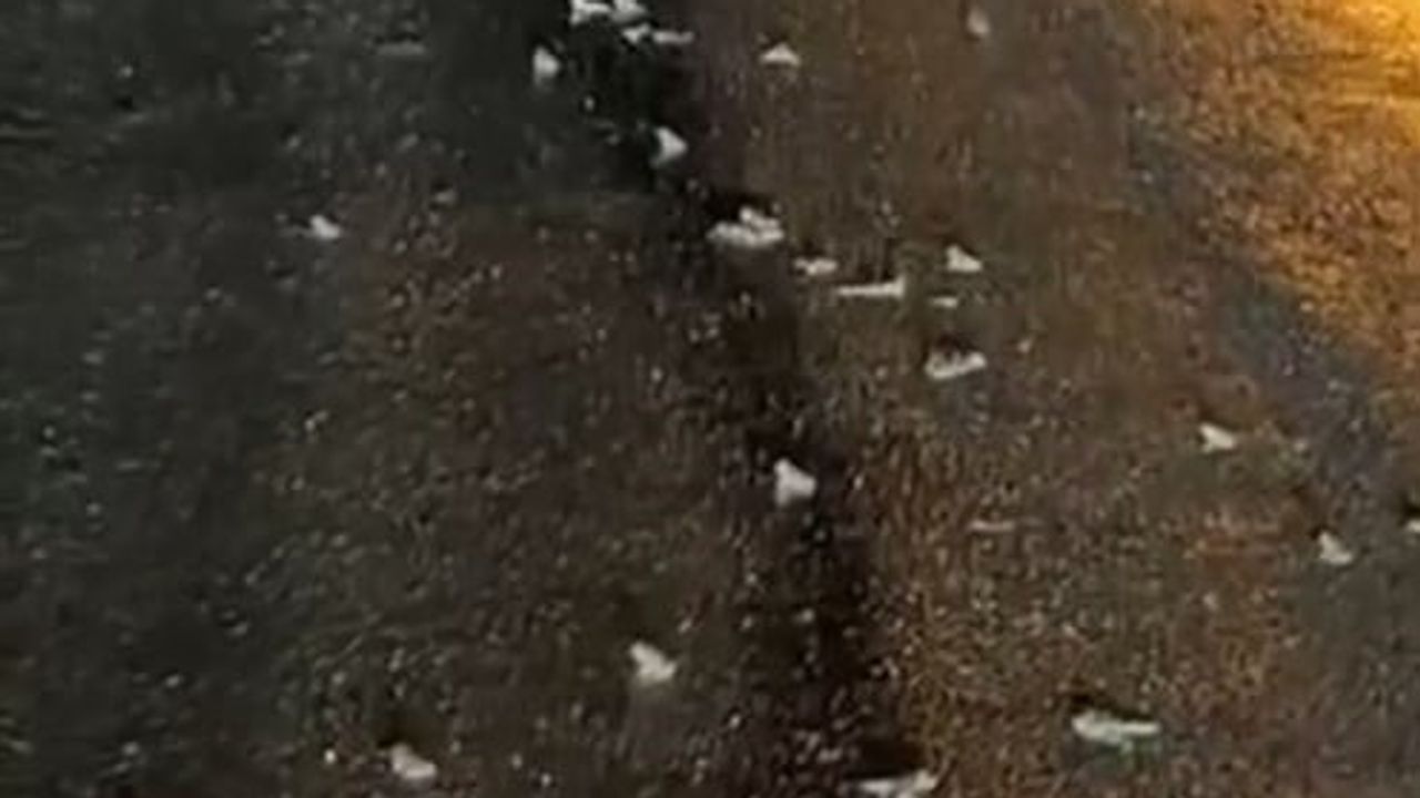 Bingöl'ün Gözeler köyünde yağmur sonrası yollara çıkan kurbağalar ilgi çekti