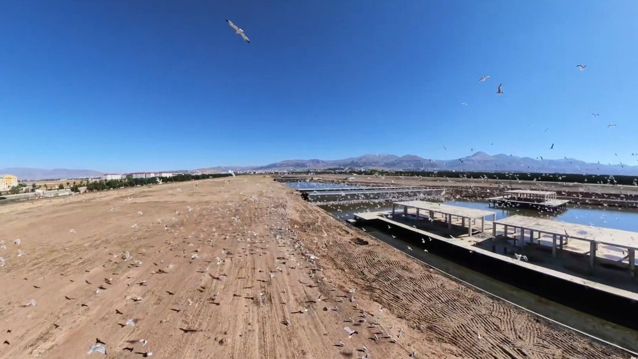 Binlerce martının belgeselvari uçuşu Erzurum'da drone ile kaydedildi
