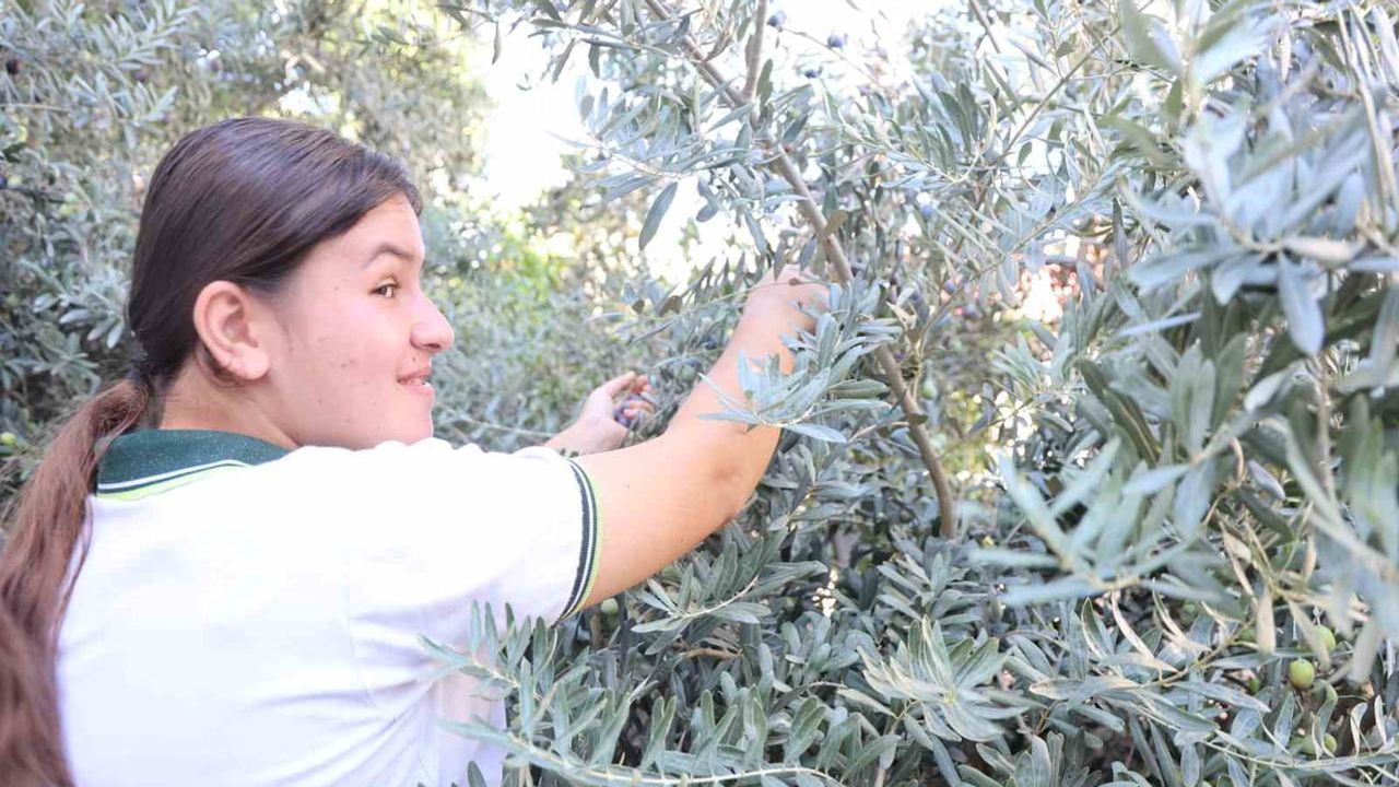 Bir fidanın hikayesi: 1. sınıf öğrencilerinin 8. sınıfta zeytin hasadı