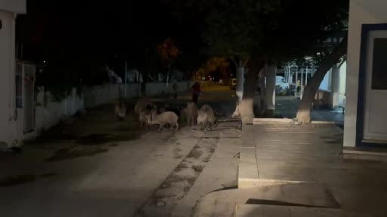 Bitez sokaklarında yaban domuzları mahalleliyi alarma geçirdi