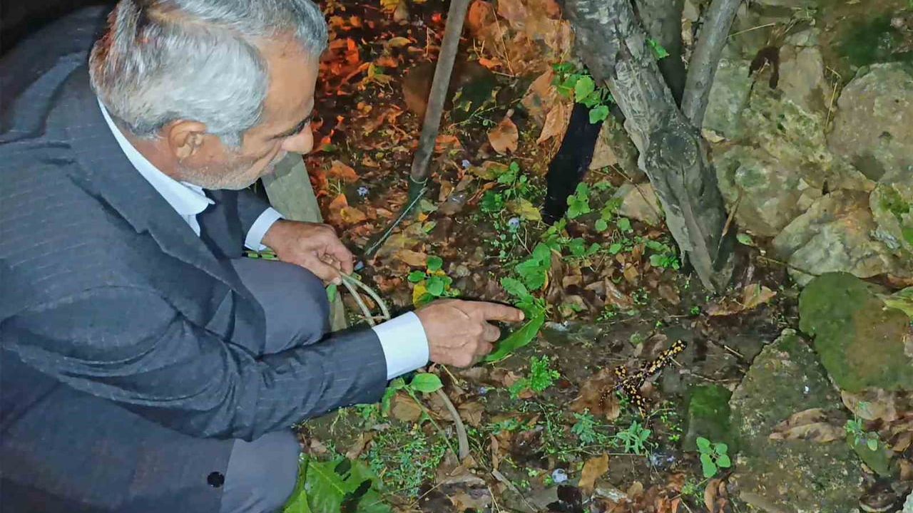 Bitlis bahçesinde karşılaşılan üç benekli semender kentin doğal zenginliğini gösterdi