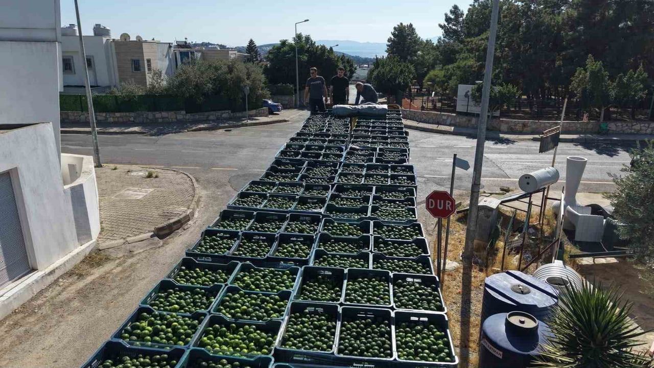 Bodrum'da 62,5 ton yeşil mandalin üreticiden alınıp endüstriye sevk edildi