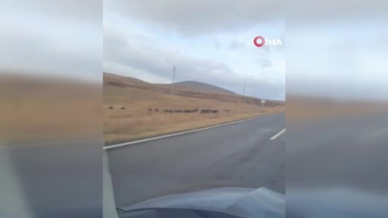 boğatepe geçidi'nde kara yolu üzerinde yürüyen domuz sürüsü görüntülendi