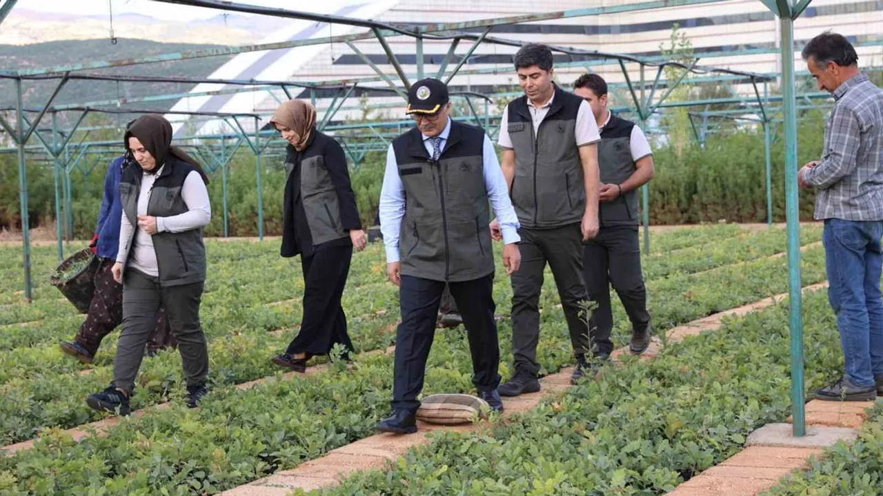 Bölgenin iklimine uygun 18 türle Bingöl fidanlığı 500 bin fidan üretti