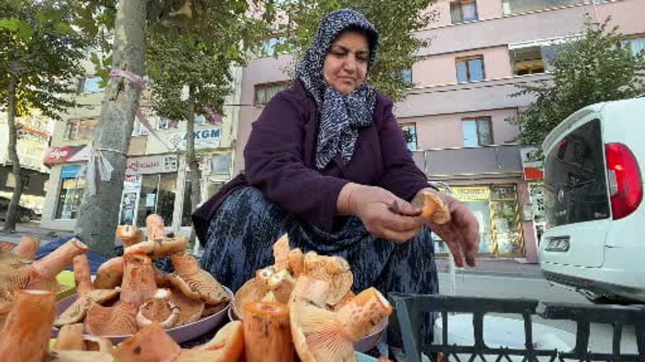 Bolu'da ormanlardan kova kova toplanıp pazara çıkan kanlıca mantarı rağbet görüyor