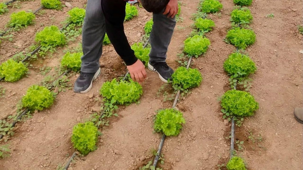 Bolvadin'de tarım eğitimi serada pratiğe dökülüyor