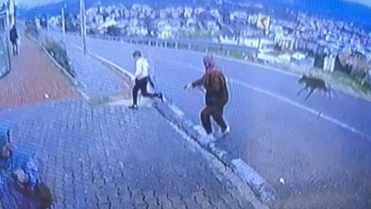 Bursa'da durakta köpek paniği: çocuk yüksekten düşerek bacağını kırdı