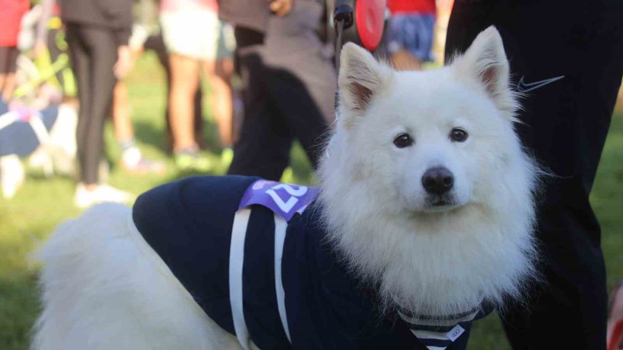 bursalılar ve sahipsiz köpekler hüdavendigar parkı'nda bir kilometrelik parkuru paylaştı