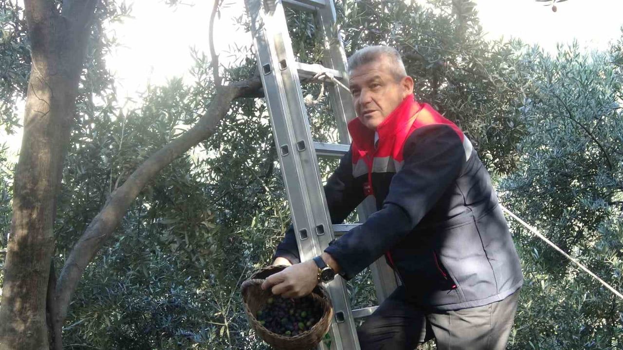 Butko zeytini Çoruh Vadisi'nde elle hasatla üretim ve tescil hedefliyor