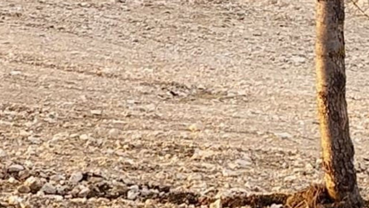 Büyükçekmece'ye inen domuz sürüsü yerleşim sınırlarına kadar görüldü