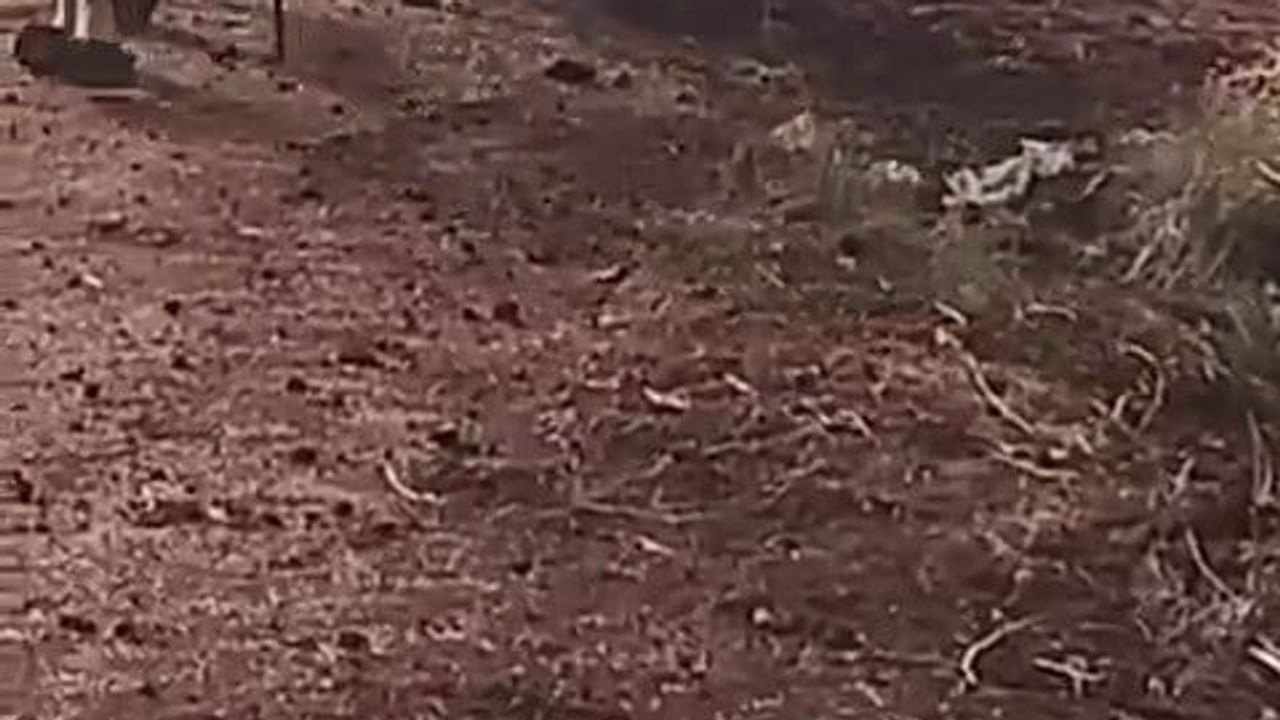 Çamurdan kurtarılan eşek sağ salim sahibine teslim edildi
