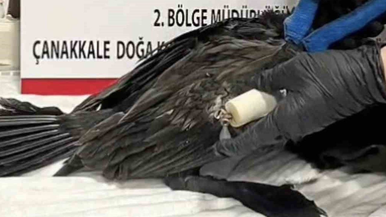 Çanakkale'de misinaya takılan karabatak tedavisinin ardından doğaya salındı