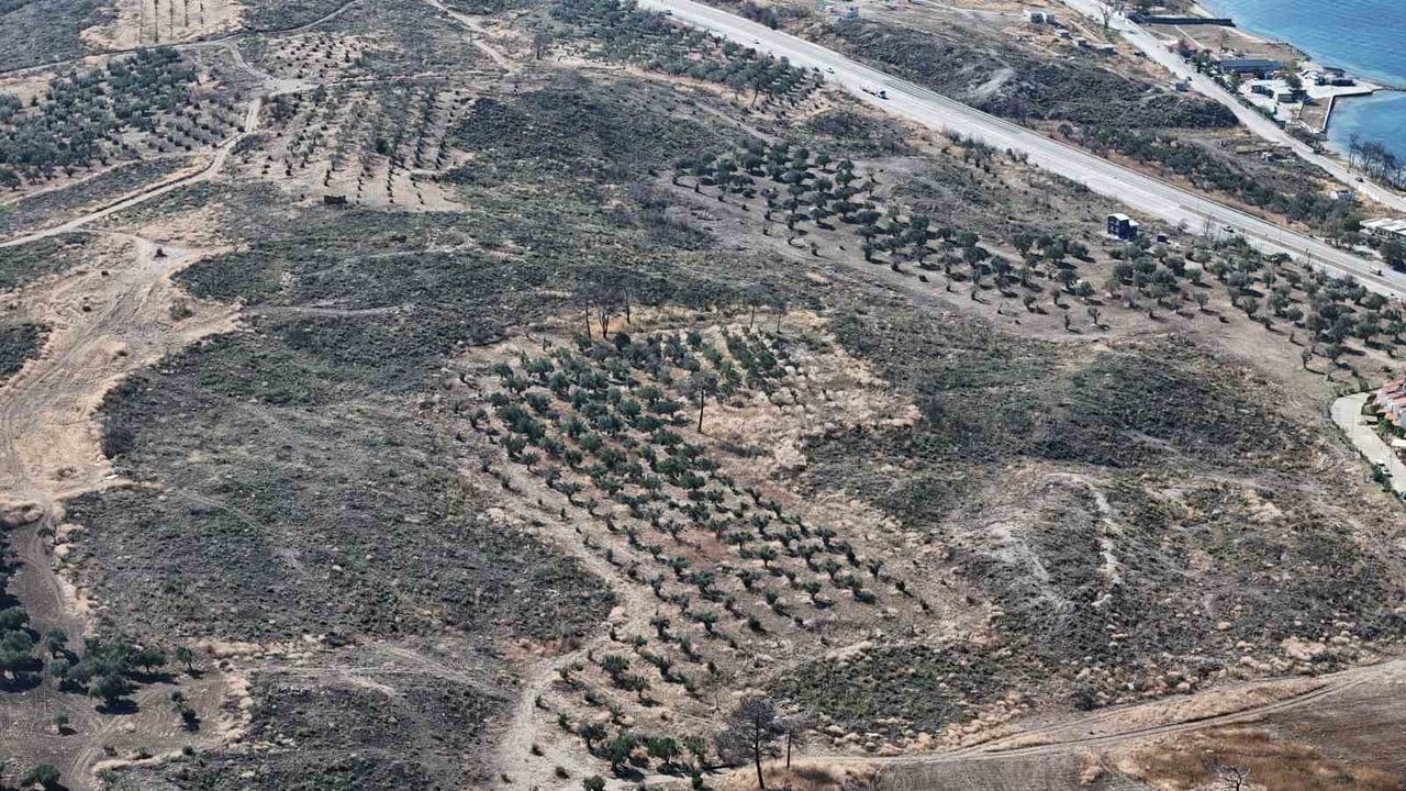 Çanakkale'nin külleri yeşeriyor: yanan ormanlarda yeni hayat
