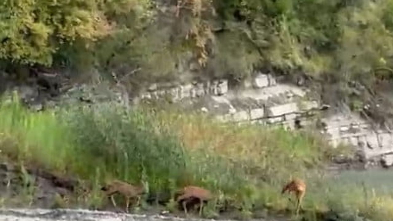 Çatalzeytin'de Akçay kıyısına inen karacaların su molası kamerada