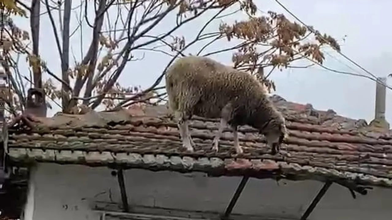 Çatıya tırmanıp otlayan koyun Edirne'de merak uyandırdı
