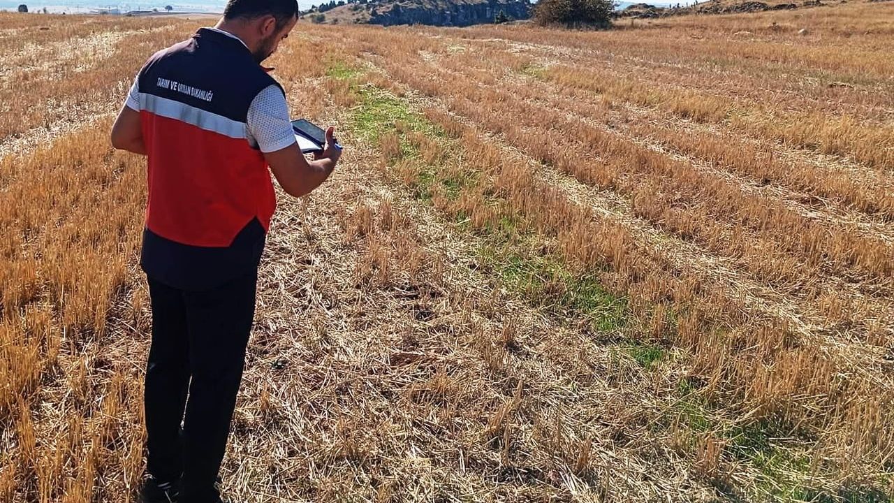 Çavdarhisar'da tarımsal beyanların doğruluğu yerinde sınanıyor