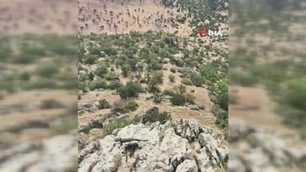 Çermik Akpınar'da sürü halinde domuzlar mahalleye indi