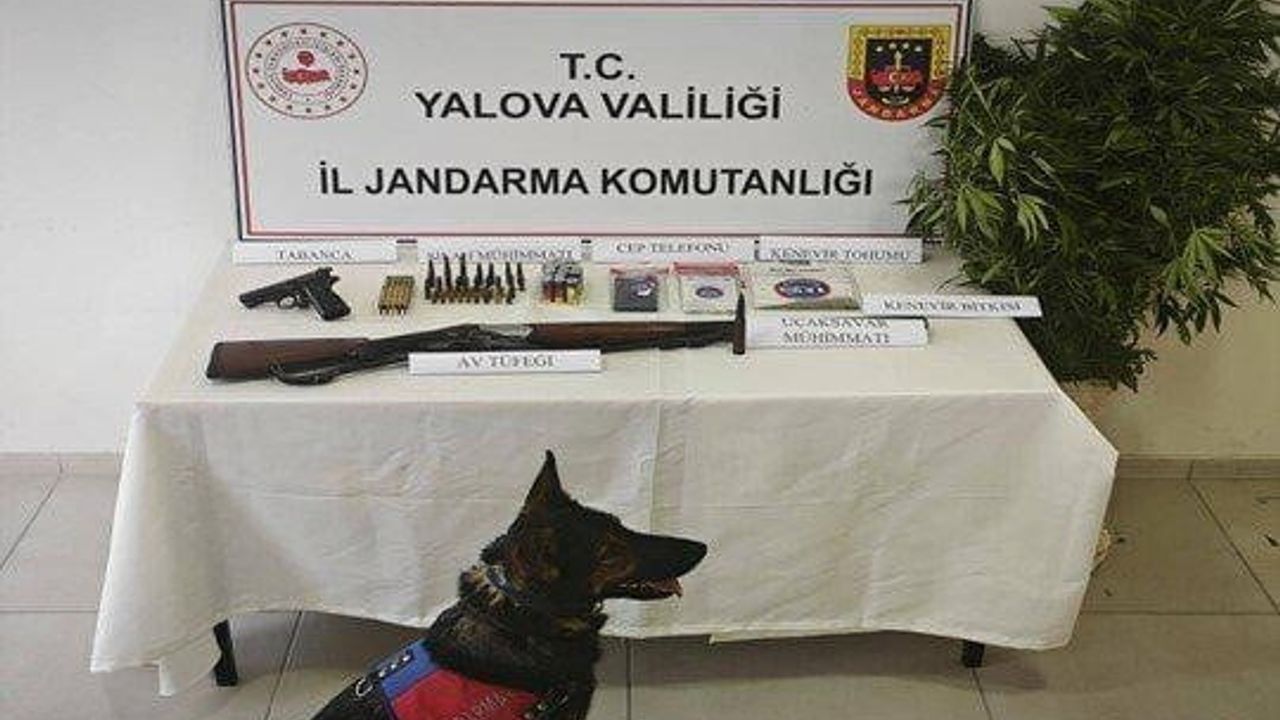 Çiftlikköy ormanında kenevir ekimi ve mühimmat ele geçirildi