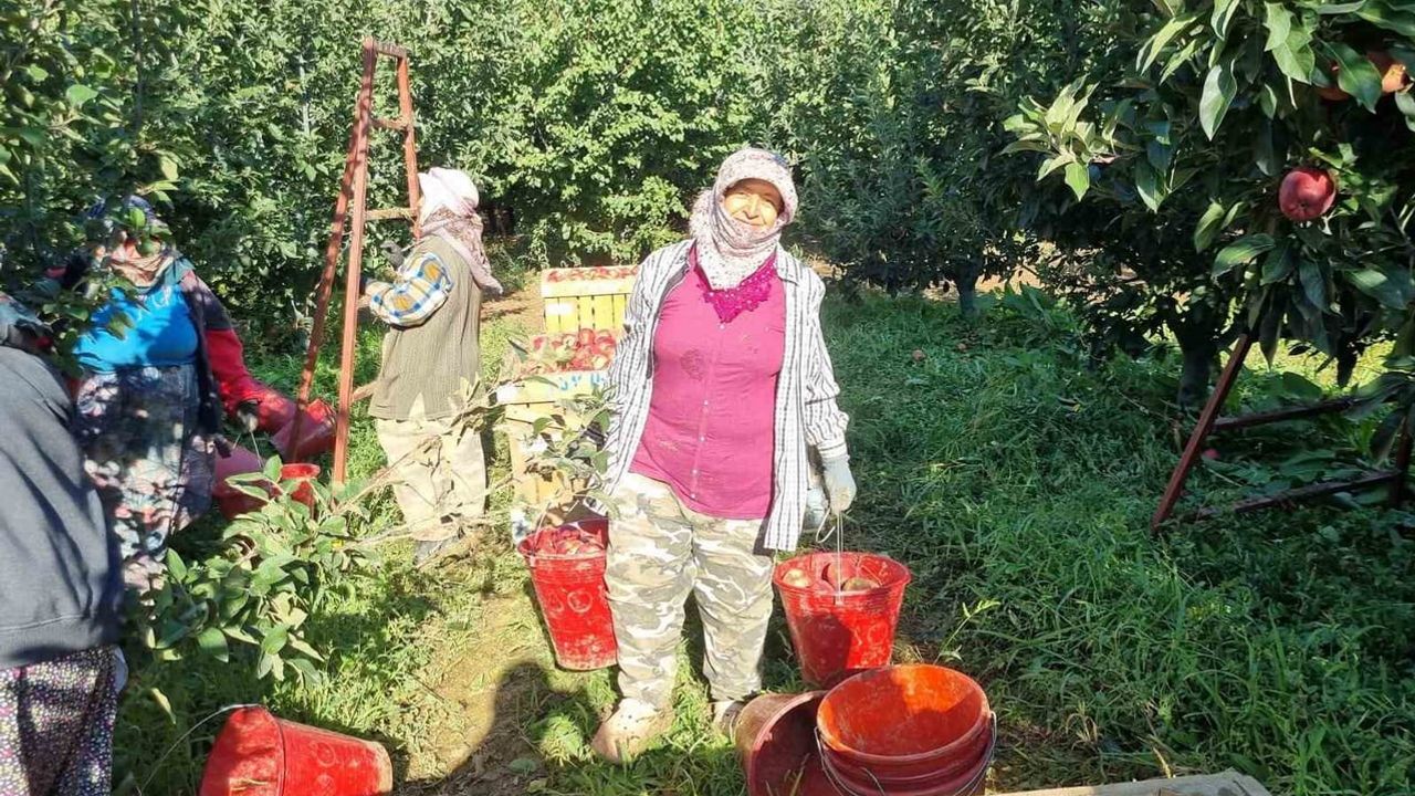 Çivril'de rekolte sevinci: sofralık elma hasadı başladı