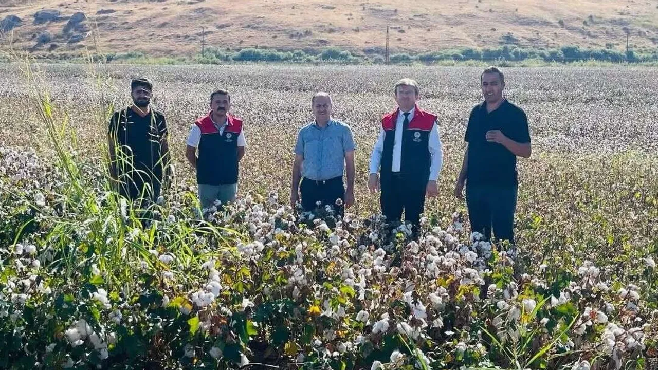 Cizre'de biçerdöverler tarlada: pamuk hasadında sıkı denetim