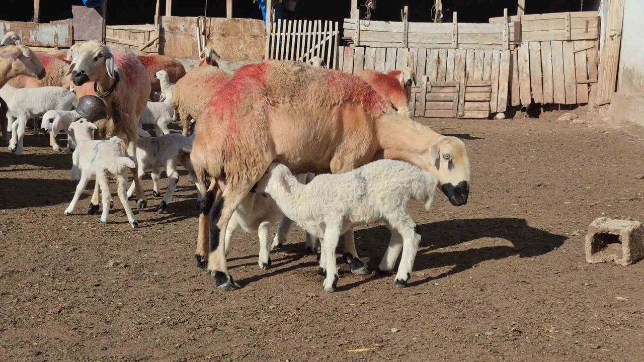 Çobandan çiftlik sahibine: Yozgat'ta Afgan çobanla büyüyen aile işletmesi