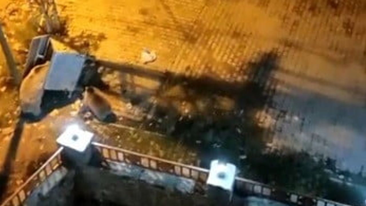 Çöp konteynerleri arasında oyun oynayan yedi ayı mahalle sokaklarını dolaştı