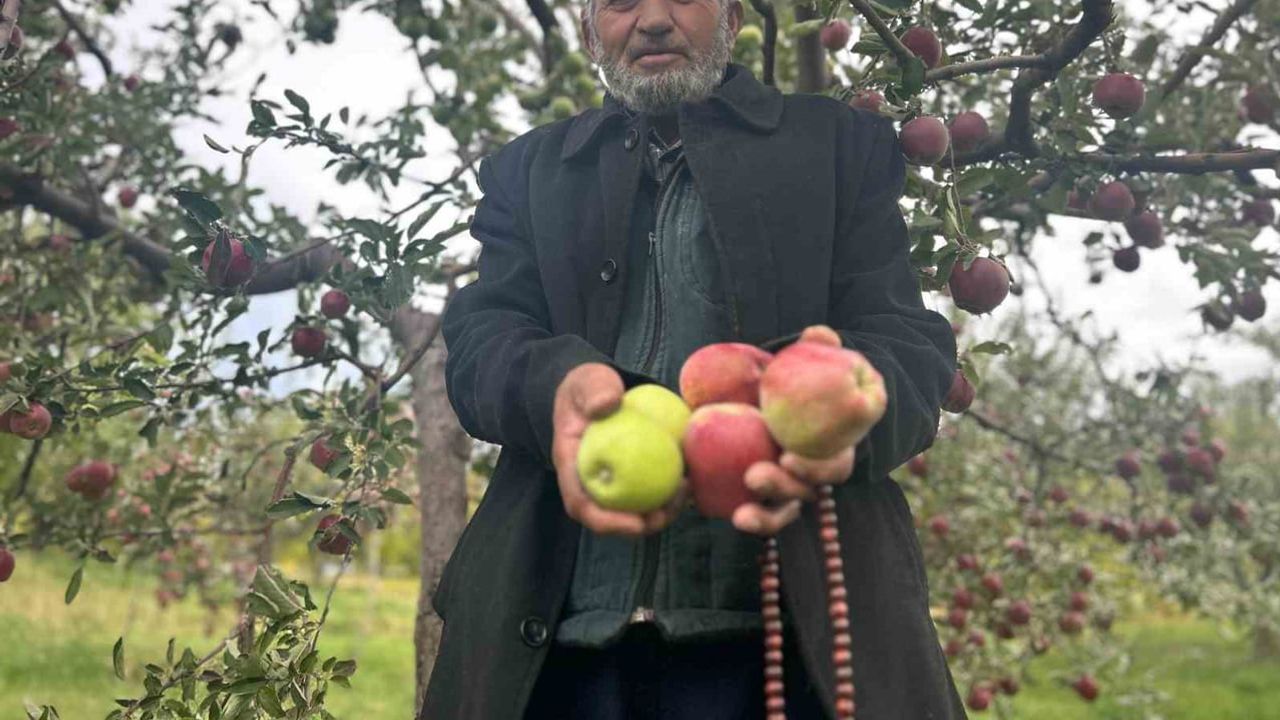 Çorak araziden tek ağaçta iki renkli elma başarısı