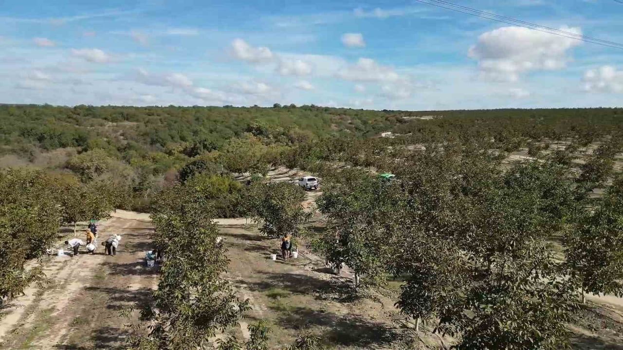 Çorlu'da ceviz hasadı başladı, üreticiler bereket bekliyor